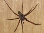 К чему живет паук в доме