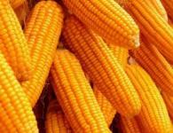 Кукуруза консервированная польза и вред для детей Можно ли ребенку вареную кукурузу